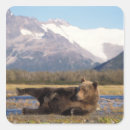 Suche nach grizzlybären aufkleber Tragen