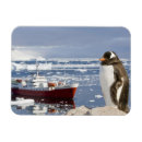 Suche nach penguin magnete Schnee