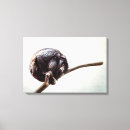 Suche nach schimpansen leinwandbilder Affe
