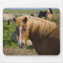 Suche nach isländische pferde mousepads Island