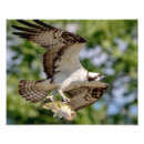 Suche nach eitelkeit poster Tierwelt