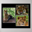 Suche nach großkatzen poster Löwe