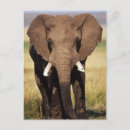 Suche nach afrikanischer elefant postkarten Farbbild