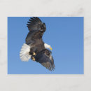 Suche nach alaska adler poster Aktion
