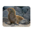 Suche nach galapagos magnete Ecuador