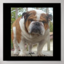 Suche nach englische bulldogge kunst poster Niedlich