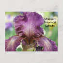 Suche nach irisgarten Lila iris