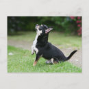 Suche nach schwarze chihuahua poster Bob und pam langrish