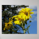 Suche nach bienen und sonnenblume poster Blau