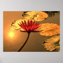 Suche nach reflektieren poster Blume