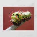 Suche nach caterpillar poster Insect