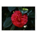 Suche nach rote kamelie postkarten Blüte