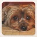 Suche nach yorkshire terrier untersetzer Niedlich