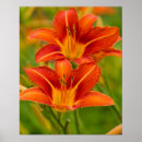 Suche nach taglilien poster Flora