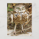 Suche nach gefährdet postkarten Vögel