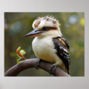 Suche nach australische vögel poster Wildtiere