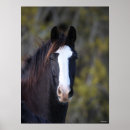 Suche nach shire horse poster Rasse