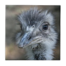 Suche nach auge auf ihnen fliesen Vogel