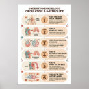 Suche nach kreislaufsystem poster Blutfluss