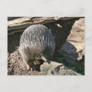 Suche nach australische tiere poster Echidna