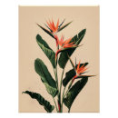 Suche nach paradiesvögel poster Botanisch