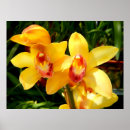 Suche nach rote orchidee poster Cymbidium