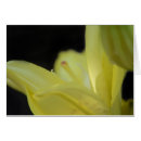 Suche nach lilium karten Flora