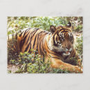 Suche nach tiger briefmarke Dschungel