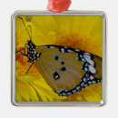 Suche nach gerbera ornamente Pflanze