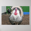 Suche nach turkey poster Blue