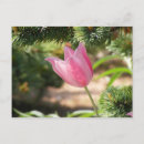 Suche nach multi poster Rosa