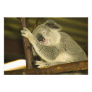 Suche nach australien reise poster Ozeanien