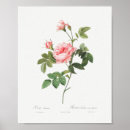 Suche nach vintage rosen poster Rosa