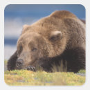 Suche nach ursus aufkleber Fauna