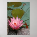 Suche nach wasserlilien poster Teich
