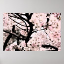 Suche nach kirschblüte baum poster Grün