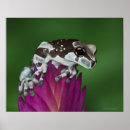 Suche nach frosch poster Natur