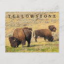 Suche nach büffel postkarten Yellowstone nationalpark