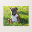 Suche nach boxer hund puzzle Foto