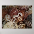Suche nach sand und muscheln poster Sanddollar