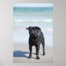 Suche nach mops kunst poster Strand