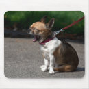 Suche nach lustige chihuahua mousepads Humorvoll