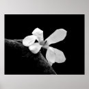 Suche nach weiße magnolie poster Blumen