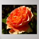 Suche nach orange rose poster Natur
