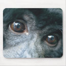 Suche nach lebende mousepads Säugetier