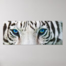 Suche nach tigerauge poster Tigerkunst