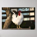 Suche nach bantam poster Huhn