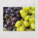 Suche nach wein und trauben poster Bündel
