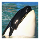Suche nach beluga poster Tiere