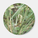 Suche nach grasshopper magnete Tierwelt